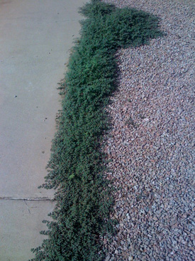 Weeds along a sidewalk